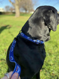 Dog Collar Speight's