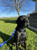Dog Lead Speight's