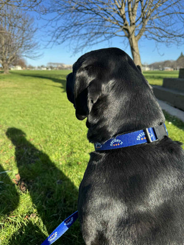 Dog Collar Speight's