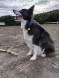 Dog Collar Speight's